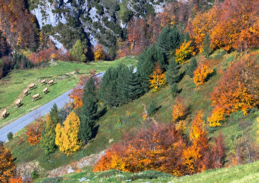 forêt du lienz à l'automne en pay toy